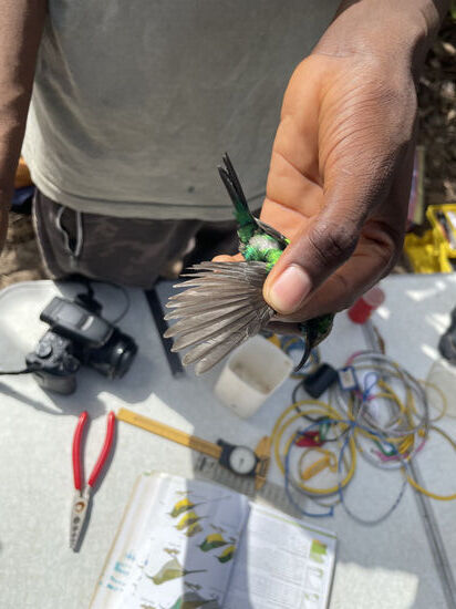 Das Gefieder wird ebenfalls genauestens betrachtet und genau dokumentiert. Wenn einige der Federn verkümmert sind, wird dies auch gemessen und aufgeschrieben.