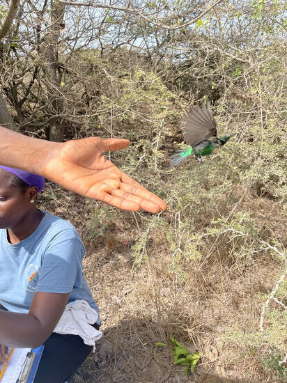 Die „Prozedur“ dauert nicht lange und dann geht es wieder in die Freiheit. Das Team hat hier heute seine Arbeit beendet. Man ist bereits seit 5:15 Uhr auf den Beinen - „nur der frühe Vogel fängt den Wurm“ - es geht auf Mittag zu und es sind auch kaum noch Vögel unterwegs, weil es viel zu heiß ist
