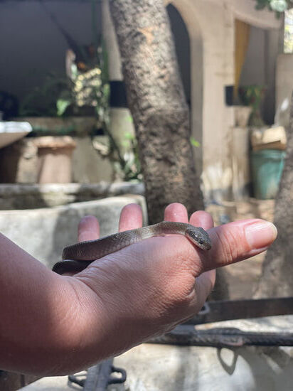 Nicht jedermanns Sache. Diese kleine Schlange ist „angeblich“ ungefährlich. Thomas erzählt mir später, dass von nur jedes 10.te mal zubeißt 