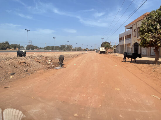 Diese Kühe sind „verhext“ - sie gehören niemanden und niemand kümmert sich. Ein. Stammesfürst hat sie nach seinem Tod hinterlassen. Ca. 100 Tiere lungern auf den Straßen rum. Es heißt, wer sie schlachtet, der stirbt. Es gab wohl bereits einige Todesfälle. Also traut sich niemand, die Tiere zu schlachten. Sie liegen teilweise auch nachts auf der Straße rum und es gab bereits schlimme Unfälle, weil Autofahrer die Tiere im dunkeln nicht gesehen haben.