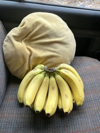 Er hat uns Bananen aus seinem Garten mitgebracht