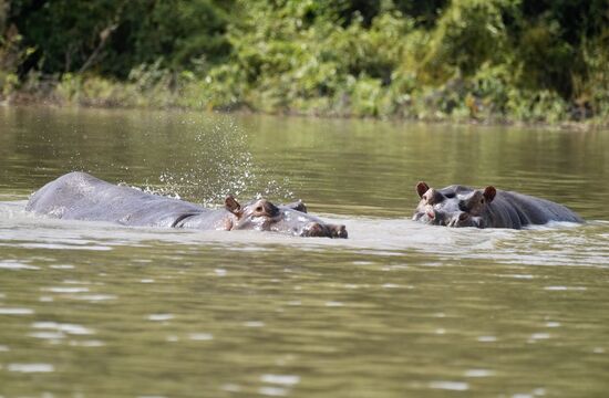 Wir sehen bald eine ganze Gruppe von Hippos, die sich satt und träge in der Sonne aalen. Sie fressen oft nachts bis zu 40 Kilo Blätter und können bis zu 3200kg wiegen.
Leider sind auch diese Tiere hier weniger geworden