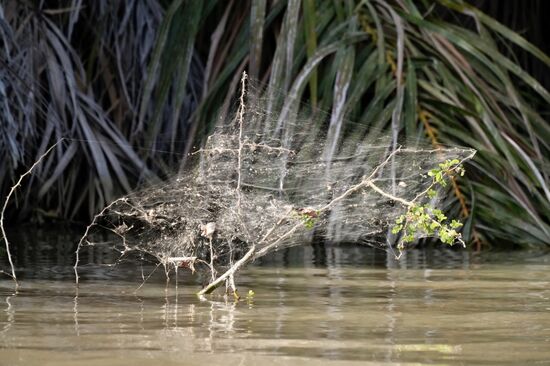 Ein riesiges Spinnennetz fasziniert mich