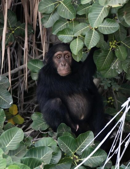 Das ist Melanie…die Schimpansen haben alle deutsche Namen