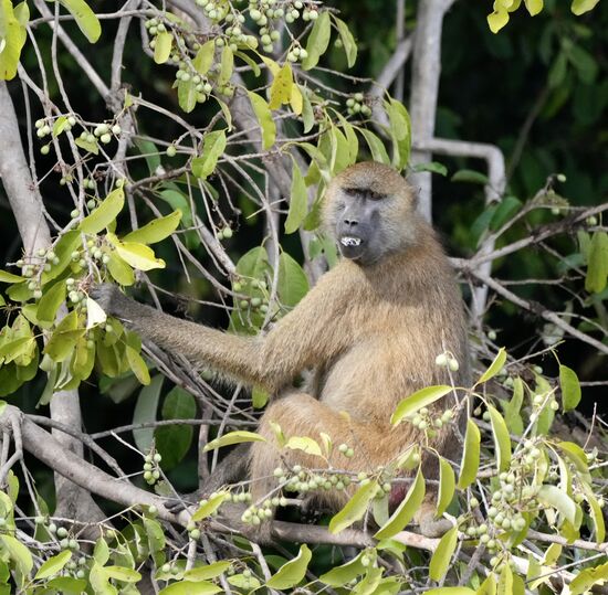 Auch diese gemeine Affenart gibt es hier—er hat gerade das Maul voll..