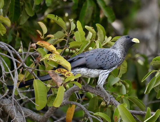 Ein paar Vogelarten kommen auch noch vor die Linse…