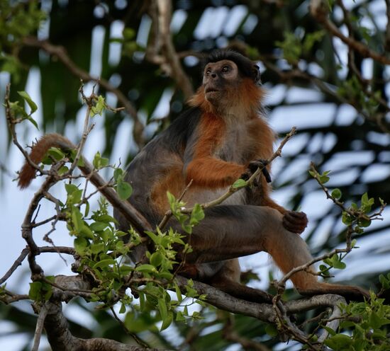 Das ist ein „Red Colobus“ - auch er ist vor dem Aussterben bedroht