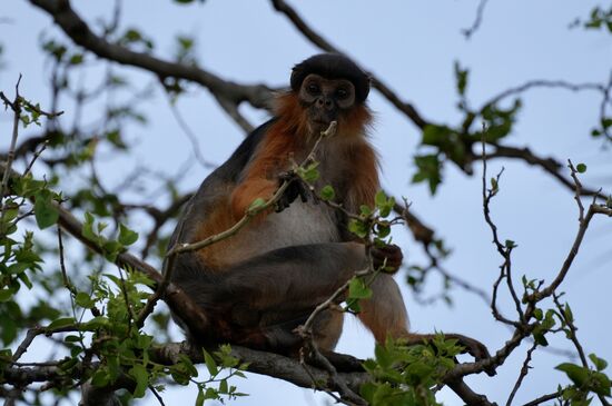 Kurioserweise sind die Schimpansen—die eigentlich Vegetarier sind ihre Feinde.
Sie fressen tatsächlich die kleinen Colobus-Affen