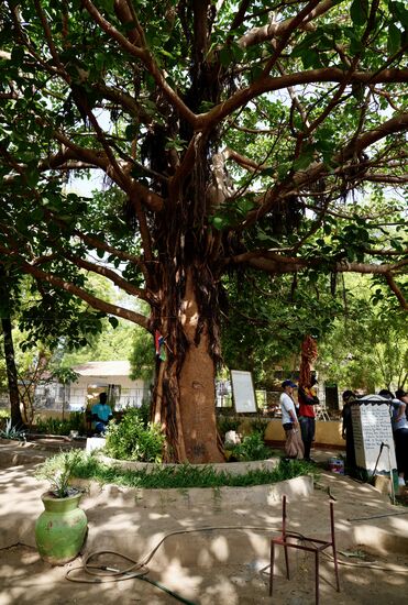 Der Baum der Freiheit, er bekam den Namen wegen des grausamen Spieles, dass mit den Sklaven gemacht wurde: sie durften um ihre Freiheit laufen. Vom Sklavenhaus bis zum Baum, wer ihn erreichte, war frei.
Natürlich schaffte es keiner. Waffen und Hunde verhinderten es