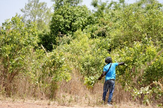 Dawda „Shoppingtour“ ist noch nicht beendet… 
Er erntet noch reichlich Grünzeug, welches getrocknet wohl einen tollen Tee ergibt