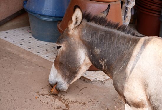 Er konnte schnell noch ein paar Möhren stibitzen