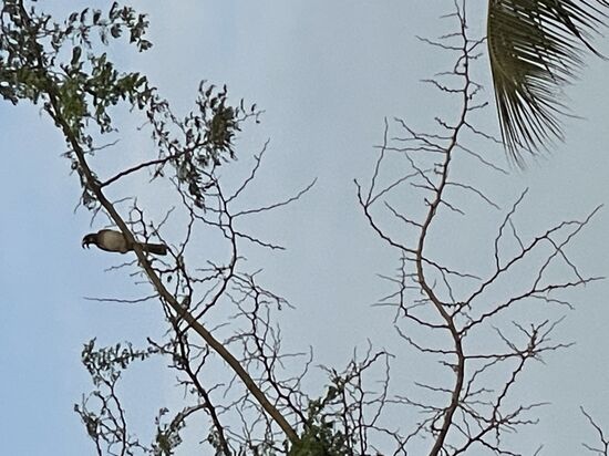 Guten Morgen aus „Leo`s Hotel“ -der kleine Krachmacher weckt uns hier—ich glaube, sogar auf einem Handfoto kann man gut den aufgerissenen Schnabel erkennen
