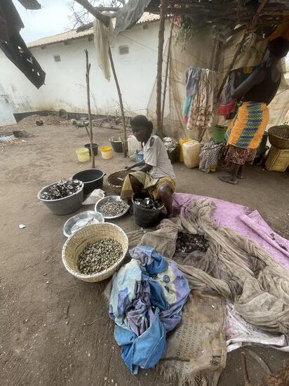 Ausschließlich Frauen arbeiten hier viele Stunden und öffnen mit Messern die scharfen Schalen um das Fleisch herauszulösen