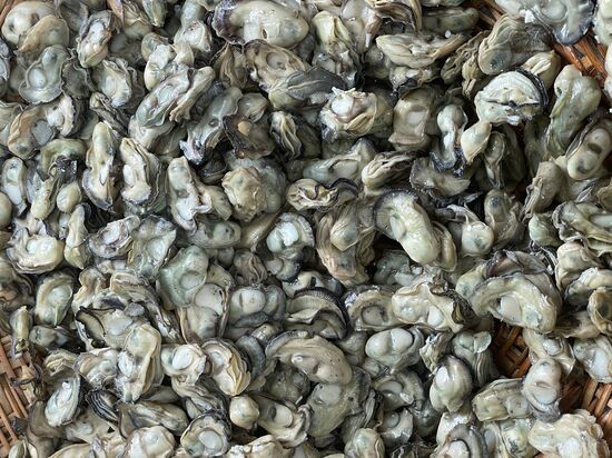 Tausende von Austern…