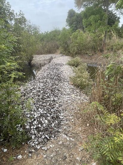 Alle Wege sind mit Austernschalen gepflastert…