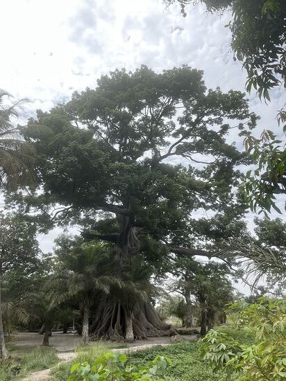 Auch hier bekommen wir wieder einen örtlichen Guide, der uns zu dem „Elefantenbaum“ führt