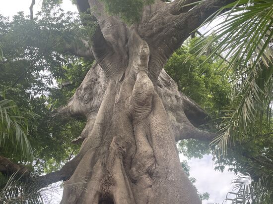 Von allen Seiten sieht man die Elefantenköpfe
