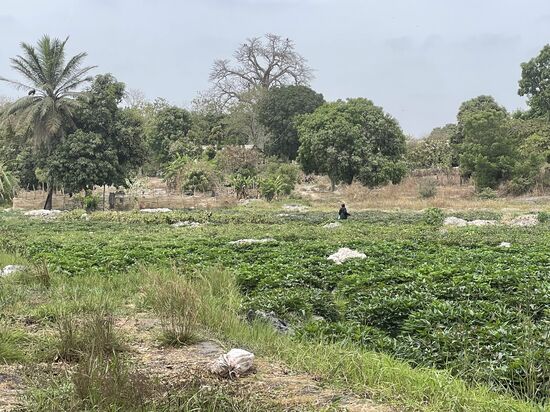 Süßkartoffelfelder—hier ist ein kleines Dorf angesiedelt und man freut sich auch hier über die Einnahmen von Touris