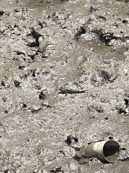 Könnt ihr sie erkennen? Kleine Tiere, die nicht Frosch und nicht Echse sind…