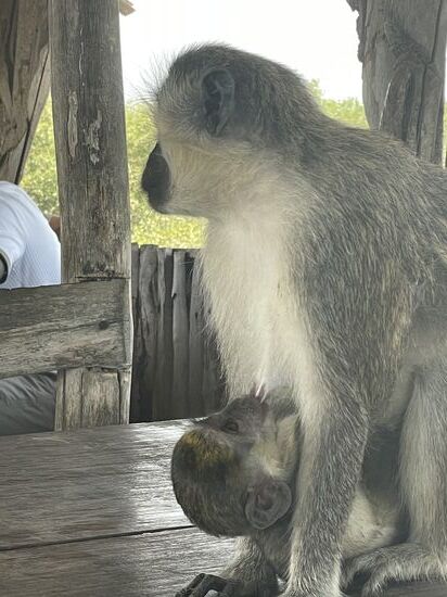 Im oberen Teil befindet sich ein Restaurant-wir trinken dort einen Kaffee, da wir später noch lunchen wollen—hier muss man wieder tierisch aufpassen, dass man nicht von den Affen beklaut wird.