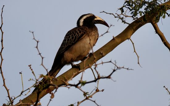 Natürlich gibt es wieder Vögel zu fotografieren…
