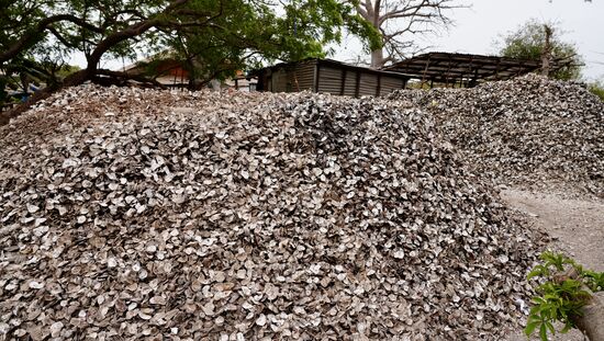 Unglaubliche Mengen von Austernschalen die alle gemahlen werden, in Säcke gefüllt und verteilt werden