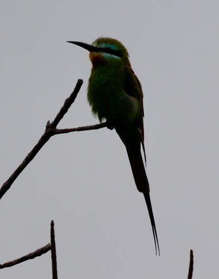 Zahlreiche Sumpf- und Wasservögel gibt es zu sehen