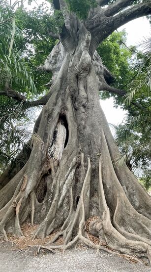 Riesige Wurzeln am riesigen Stamm