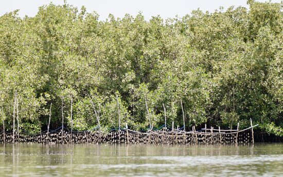 Weil das Wasser gerade sinkt, sieht man hier gut die „Austernfarmen“ - die großen leeren Austernschalen werden aufgefädelt und so wie hier ins Wasser gehängt. Neue kleine Austern siedeln sich an—manchmal 10 Stück pro Schale-, wachsen und können erneut geerntet werden. Das dauert ca 6-9 Monate. Sie sollten vor der Regenzeit geerntet werden, weil sonst der Salzgehalt durch den Regen zu gering wird. Die besten Austern brauchen Salzwasser