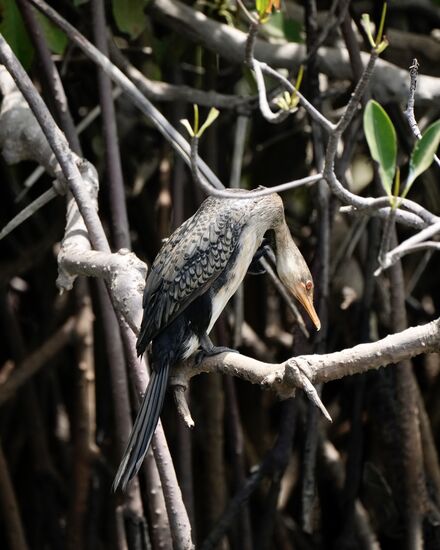 Er sieht gerade einen Fisch im Wasser!