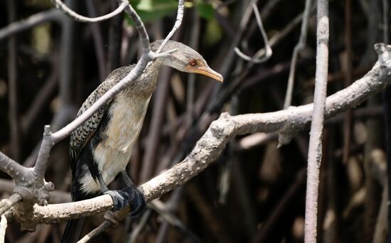 Sind die Glubschaugen nicht süß?