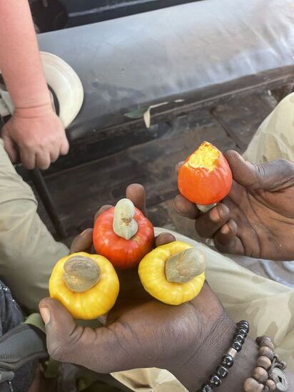 Keiner kommt darauf, was das ist: bunte kleine Paprika?
Nein—obendrauf sind die Cashew-Kerne!!
Man löst sie ab und kann dann auch den unteren Teil essen. Der ist sehr, sehr saftig und süßlich-sauer!