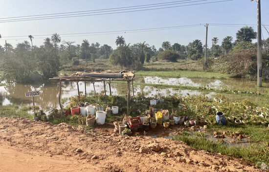 Hier kann man bestimmt  Gemüsepflanzen kaufen..
