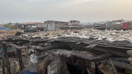 Der ausgenommene Fisch wird zum trocknen ausgelegt