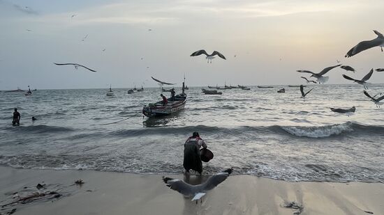 Auch die Möwen profitieren von den Fängen