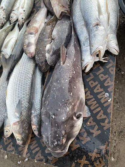 Das ist der dicke Butterfisch, den wir hier schon einige Male gegessen haben