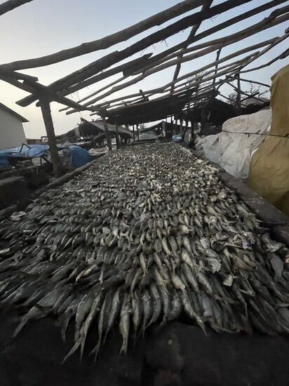 Tausende von Fischen liegen hier