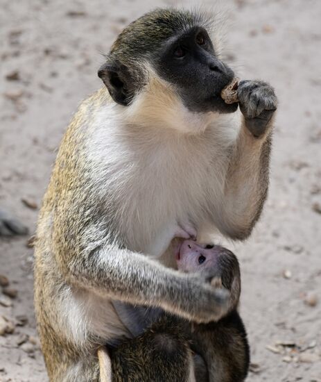 Im Monkey-park sind überwiegend die grünen Meerkatzen, die sind ganz niedlich.
Gleich am Eingang kommen einige an und betteln