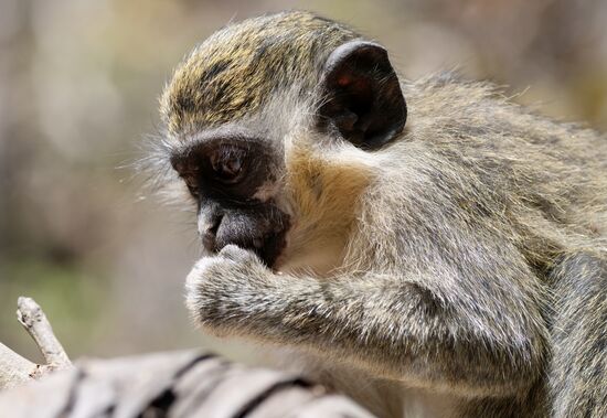 Sie sind echt drollig und verspielt