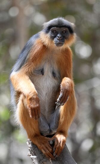 Es gibt hier aber auch viele von den „Red Colobus“
