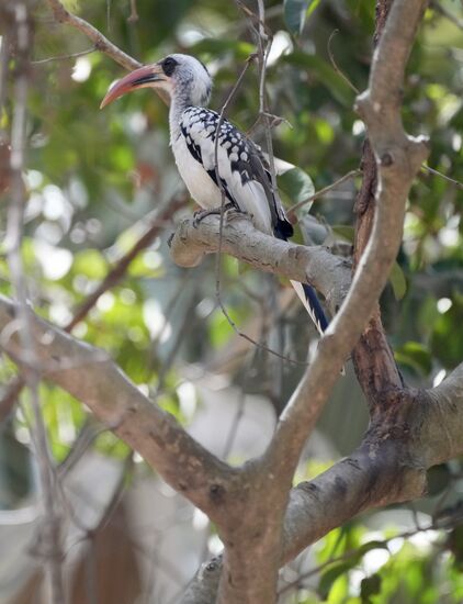 Aber es gibt hier auch wunderschöne Vögel….