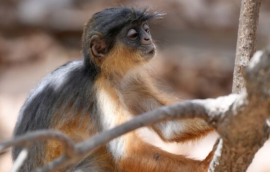 Tolle Frisur—oder?