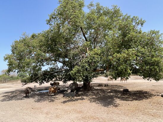 Der Fathala Np ist 6000ha groß, wovon die Tiere ca 2000ha nutzen bzw für die Safaris genutzt werden