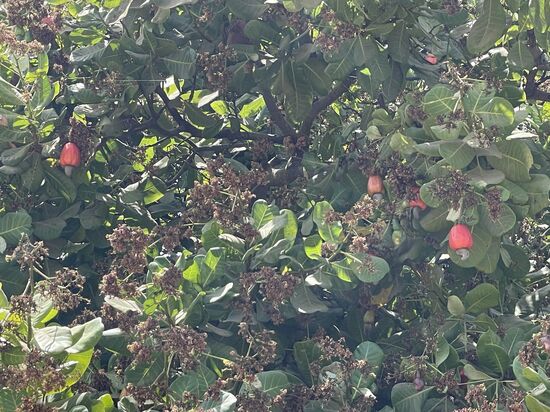 Unterwegs sehen wir wieder die Cashew-Früchte