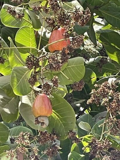 Pflücken ein paar—der Saft ist echt genial Durst-löschend!