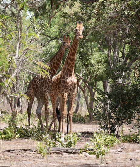 Majestätisch schön sind sie…