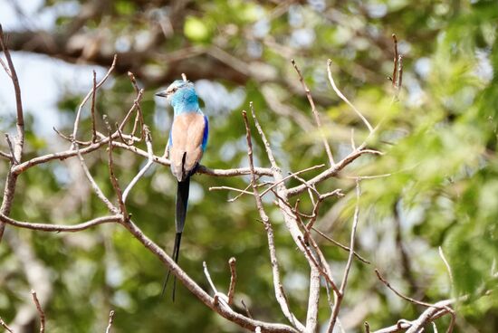 Aber ein paar schöne Vögel sehen wir auch!
