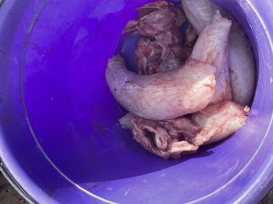 Es gibt wieder den dicken Butterfisch