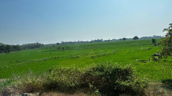 …zu sattem Grün…