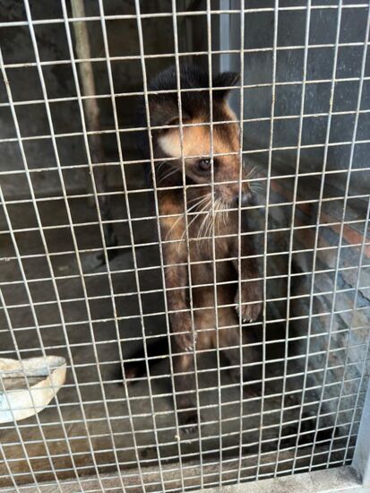 Kopi Luwak (Kopi für Kaffee) oder auch Schleichkatze wird diese Rasse von KatZen genannt, die für die „Produktion“ des berühmten und sehr teuren Kaffee verantwortlich sind.